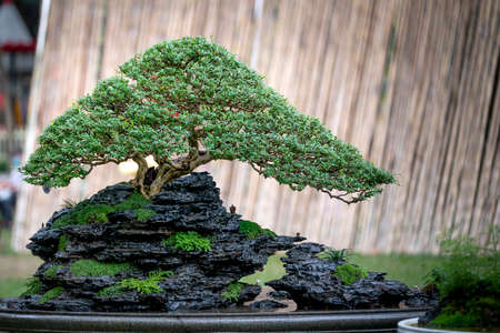 Tao Dan Park, HCM City, Vietnam - February 14, 2021: Pictures of Bonsai pots displayed at a flower contest at Tao Dan Park during the Lunar New Year 2021のeditorial素材
