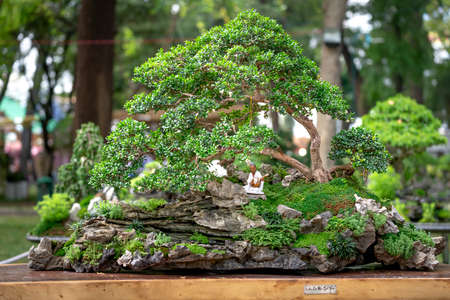Tao Dan Park, HCM City, Vietnam - February 14, 2021: image of adenium flower pots are displayed at a flower contest in Tao Dan Park during the Lunar New Year 2021のeditorial素材