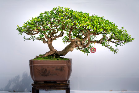 Tao Dan Park, HCM City, Vietnam - February 14, 2021: Pictures of Bonsai pots displayed at a flower contest at Tao Dan Park during the Lunar New Year 2021のeditorial素材