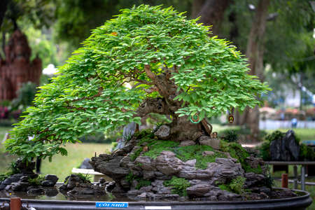 Tao Dan Park, HCM City, Vietnam - February 14, 2021: Pictures of Bonsai pots displayed at a flower contest at Tao Dan Park during the Lunar New Year 2021のeditorial素材