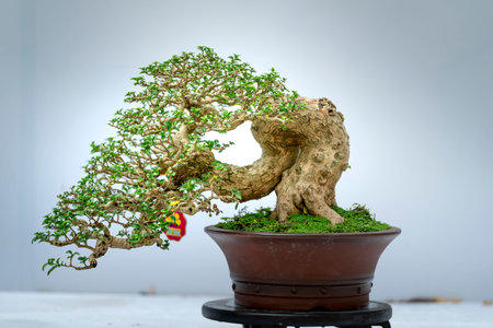 Tao Dan Park, HCM City, Vietnam - February 14, 2021: Pictures of Bonsai pots displayed at a flower contest at Tao Dan Park during the Lunar New Year 2021のeditorial素材