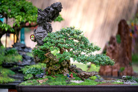 Tao Dan Park, HCM City, Vietnam - February 14, 2021: Pictures of Bonsai pots displayed at a flower contest at Tao Dan Park during the Lunar New Year 2021のeditorial素材