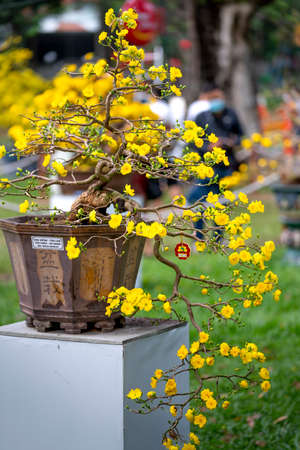 Tao Dan Park, Ho Chi Minh City, Vietnam - February 14, 2021: image of Ochna integerrima - Blooming yellow and white flowers bonsai at a flower contest Tao Dan Park in lunar new year 2021 in HCMC, VNのeditorial素材