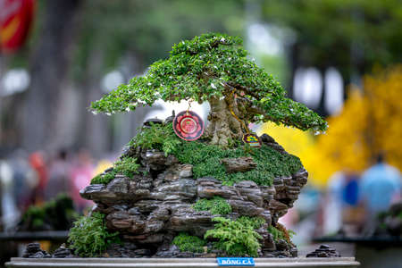 Tao Dan Park, HCM City, Vietnam - February 14, 2021: Pictures of Bonsai pots displayed at a flower contest at Tao Dan Park during the Lunar New Year 2021のeditorial素材