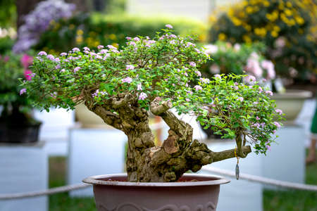 Tao Dan Park, HCM City, Vietnam - February 14, 2021: Pictures of Bonsai pots displayed at a flower contest at Tao Dan Park during the Lunar New Year 2021のeditorial素材