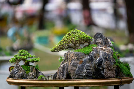 Tao Dan Park, HCM City, Vietnam - February 14, 2021: Pictures of Bonsai pots displayed at a flower contest at Tao Dan Park during the Lunar New Year 2021のeditorial素材