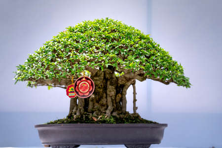 Tao Dan Park, HCM City, Vietnam - February 14, 2021: Pictures of Bonsai pots displayed at a flower contest at Tao Dan Park during the Lunar New Year 2021のeditorial素材