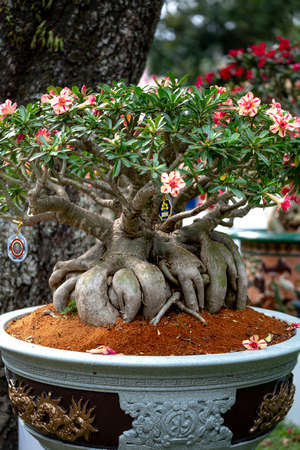 Tao Dan Park, HCM City, Vietnam - February 14, 2021: image of adenium flower pots are displayed at a flower contest in Tao Dan Park during the Lunar New Year 2021のeditorial素材