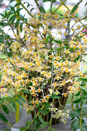 Tao Dan Park, HCM City, Vietnam - February 14, 2021: Dendrobium orchid flowers are displayed at a flower contest in Tao Dan Park during the Lunar New Year 2021のeditorial素材