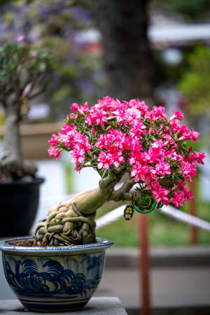 Tao Dan Park, HCM City, Vietnam - February 14, 2021: image of adenium flower pots are displayed at a flower contest in Tao Dan Park during the Lunar New Year 2021のeditorial素材