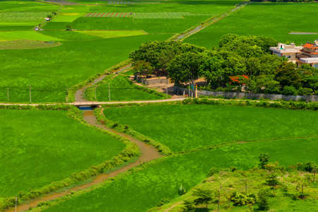 Green fields in Vietnam villageの写真素材