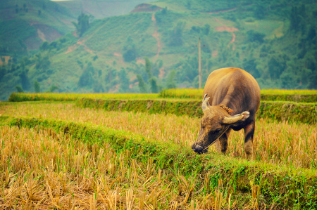 The buffalo is eating grass on the terrace fieldの写真素材
