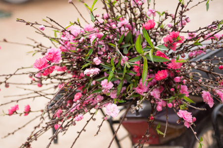Peach flowers