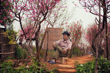 Hanoi, Vietnam - January 26, 2014: The man is sitting in the peach gardenのeditorial素材