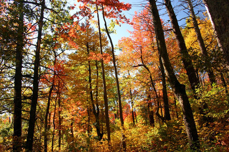 fall foliage in the woodsの写真素材