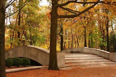 fall foliage in a parkの写真素材