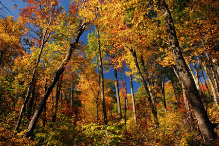 fall foliage in a Shenandoah National Parkの写真素材