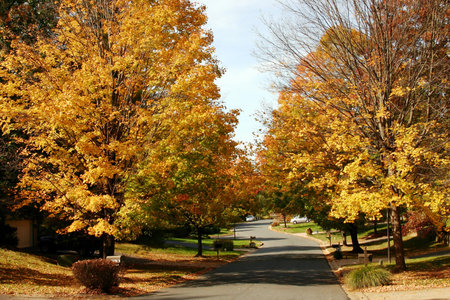 fall foliage in a suburban neighborhood
