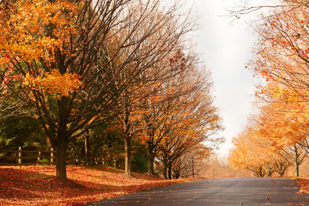 fall foliage in a suburb neighborhood streetの写真素材