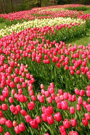 tulips in bloom in a gardenの写真素材