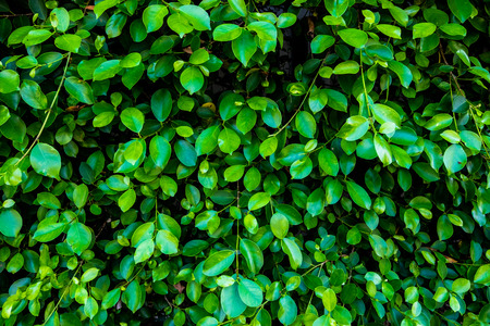 Green leaf shrubbery wall background in the villageの写真素材