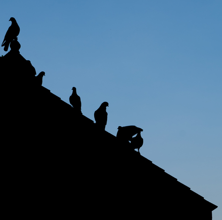 Abstract silhouettes group of birds perched on a roof.の写真素材