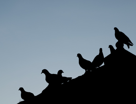 Abstract silhouettes group of birds perched on a roof.の写真素材