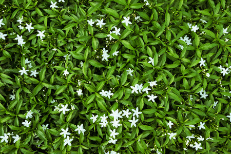 Close up view of little green plants, selective focus.の写真素材