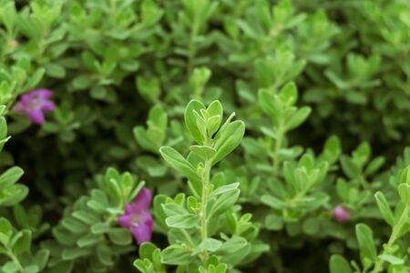 Close up view of little green plants, selective focus.の写真素材