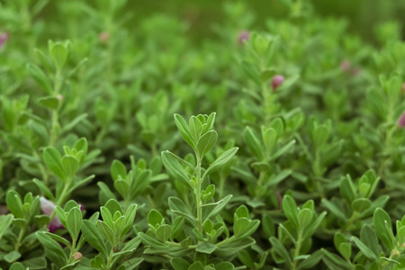 Close up view of little green plants, selective focus.の写真素材