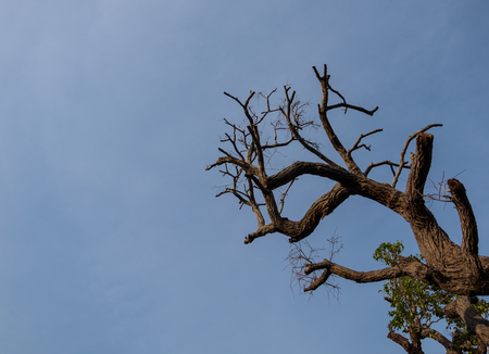 Bottom view of big tree with blue sky background.の写真素材