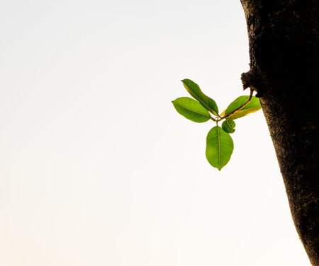 Young green leaves on a big tree trunk between a running lane in the public park on white...