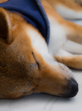 Close up of shiba inu a dog of japan with scarf in blue color sleeping, selective focus.の写真素材