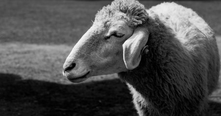 Smiley sheep make funny faces standing amid green meadows during the daytime, black and white tone and selective focus.の写真素材
