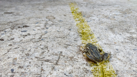 Carcasses of little frog on the road with yellow traffic line sign, selective focus.の写真素材