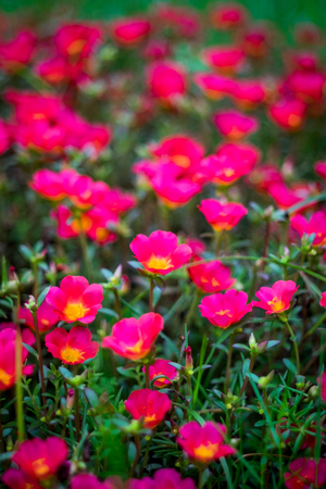 Group of red sunrose or  called " helianthemum " in scientific name, selective and soft focus in vignette effect.の写真素材
