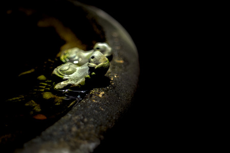 A couple of little crocodile ceramic doll  placed pond in the pot, selective focus in the dark tone effect.の写真素材