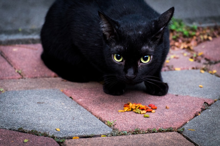 A black thai cat sitting down looking forward and stray alerted before eating at sidewalk in the park in vignette effect, selective focus.の写真素材