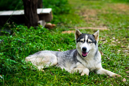 A little siberian husky sitting and take a look something with interest in the midst of nature, selective focus.の写真素材
