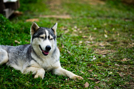 A little siberian husky sitting and take a look something with interest in the midst of nature, selective focus.の写真素材
