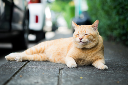 A brown cute cat lying down and rest on the floor, selective focus.の写真素材