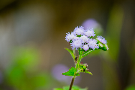Billy goat weed or Ageratum conyzoides in white color with green background, selective focus.の写真素材