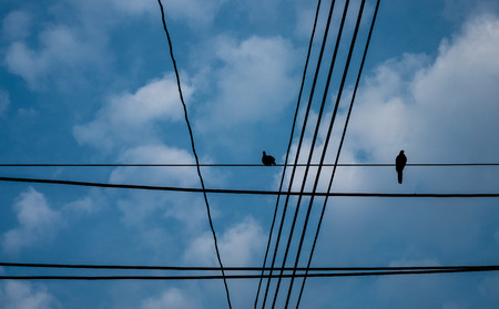 Silhouette of birds with wire on electric pole.の写真素材