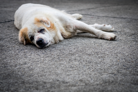 Stray mixed breed dogs sleeping on concrete floor old age and poor health condition with vignette effect, selective focus.の写真素材