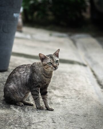 Tabby cat lying down look at something and rest on the floor, selective focus.の写真素材