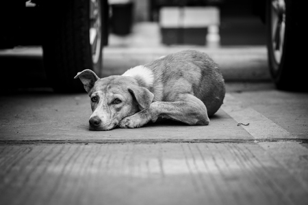 Stray brown dogs are looking the camera on concrete floors in outdoor car park area in black and white colour, selective focus.の写真素材