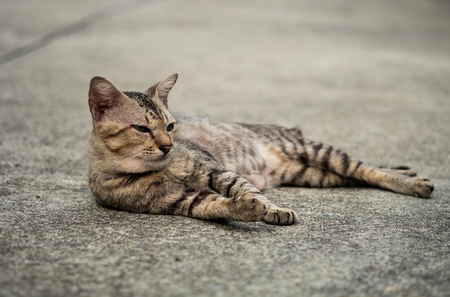 Tabby cat lying down and rest on the floor, selective focus.の写真素材