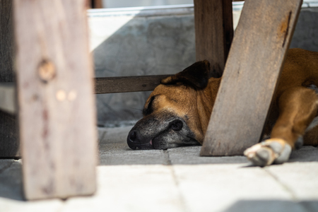 Mix breed brown dog is sleeping comfortably under the table.の写真素材