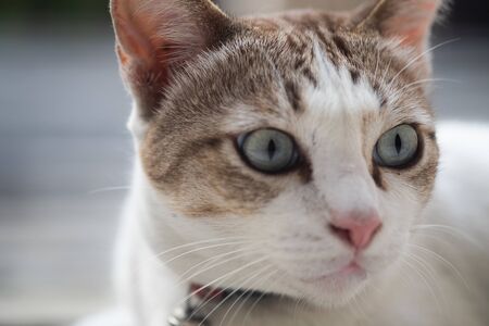 Close up view of a cute cat, selective focus.の写真素材