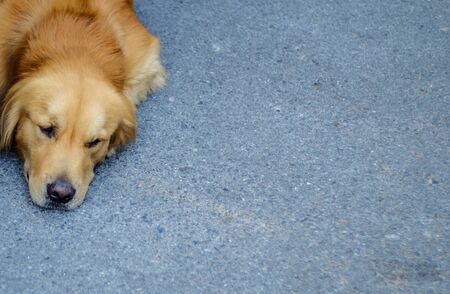 Lazy dog lying down on the road.の写真素材